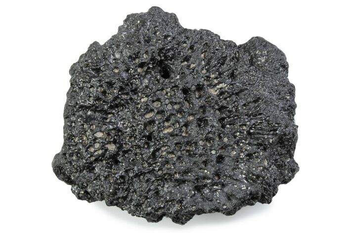 Fossil Glyptodont (Glyptotherium) Bony Armor Osteoderm - Florida #362319